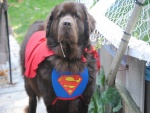 Perro con un disfraz de Superman