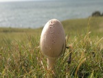 Un hongo en la hierba cerca del mar