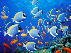 Gran cantidad de peces tropicales junto al arrecife de coral