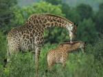 Una jirafa cuidando de su cría