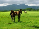 Bonitos caballos en una gran pradera verde