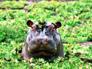 La cabeza de un hipopótamo entre las plantas