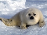 Una foca bebé solitaria