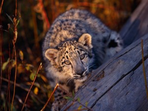 Postal: Un joven leopardo