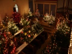 Varios árboles de Navidad iluminados