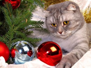 Postal: Un gato observando las bolas de Navidad