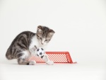 Un gato futbolista