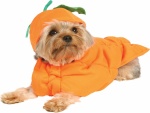 Perro disfrazado de calabaza en Halloween