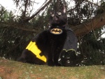 Gato con un disfraz de Batman