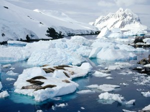 Postal: Foca cangrejera en la isla Petermann (península Antártica)