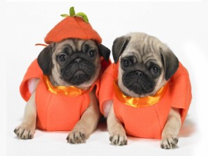 Perros disfrazados de calabazas para Halloween