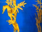 Caballitos de mar sujetos a una planta amarilla