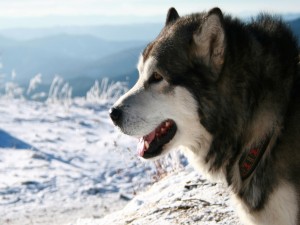 Un precioso perro Alaskan Malamute