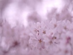 Flores blancas de un cerezo