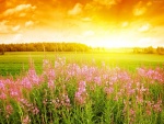 El sol iluminando la pradera verde y las flores