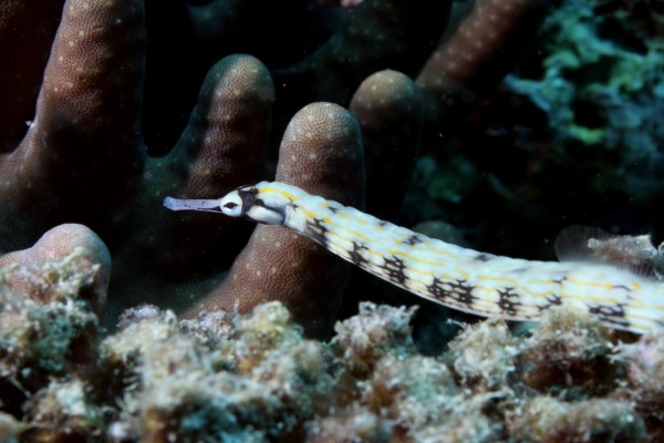 Un pez pipa entre plantas marinas