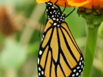 Mariposa bajo los pétalos de una flor