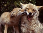 Un cachorro de coyote junto a su madre