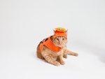 Un gato con disfraz de calabaza en Halloween