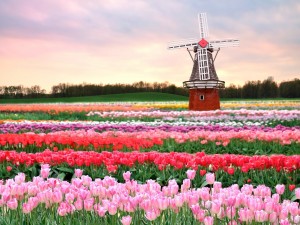 Tulipanes y molino de viento en Holanda