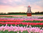Tulipanes y molino de viento en Holanda