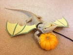 Un lagarto dragón en Halloween