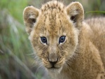 La mirada de un pequeño león