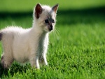 Un pequeño gato sobre la hierba