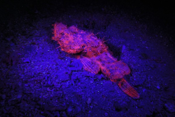 Un gran pez iluminado en el fondo marino