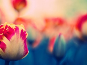 Un bonito tulipán holandés