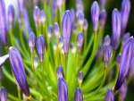 Pétalos cerrados de color lila en una gran flor