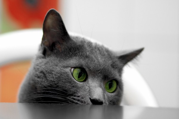 Un precioso gato gris y ojos verdes