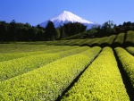 Vista del monte Fuji desde una plantación de té (Japón)