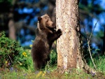 Un oso joven junto a un árbol