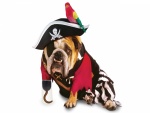 Un perro con disfraz de pirata