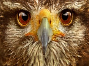 La mirada de un águila
