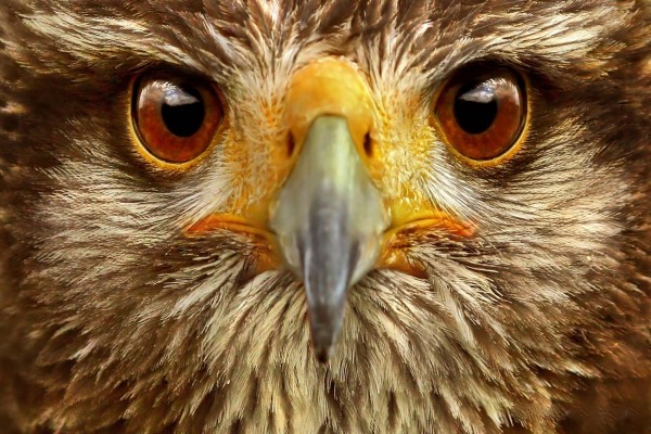 La mirada de un águila