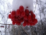 Bayas rojas cubiertas de nieve en un árbol