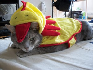 Un gato con disfraz de pollo