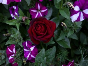 Postal: Una rosa y varias petunias