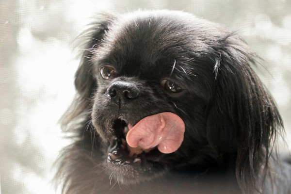 Un perrito Pekinés sacando la lengua