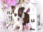 Un lindo perrito blanco con manchas marrones junto a un jarrón con flores