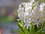 Bellos jacintos blancos