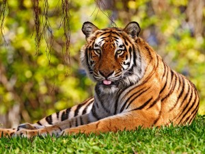 Un tigre descansando sobre la hierba