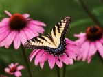 Mariposa sobre una flor de color rosa