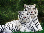 Tigres de Bengala de color blanco