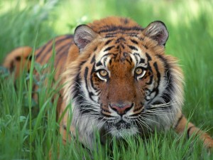 Un joven tigre de Bengala sobre la hierba