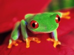 Una rana verde con ojos rojos
