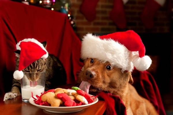 Perro y gato comiendo dulces navideños