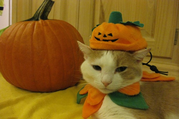 Un simpático gato con un disfraz de calabaza en Halloween